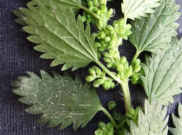 Urtica urens